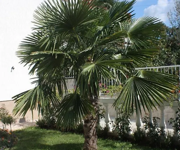 With Parking Space - 2995 * Vodice